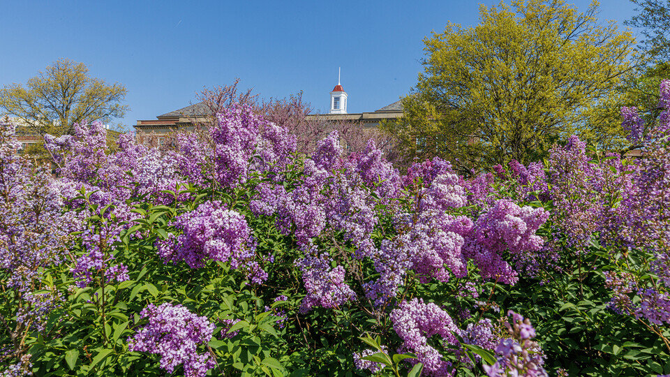 A field of purple flowers.